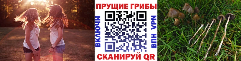 купить наркотики сайты  Сызрань  Псилоцибиновые грибы Psilocybe 